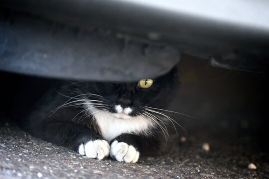 Funny tuxedo cat hiding under a parked car and looking at camera. Horizontal image. 
