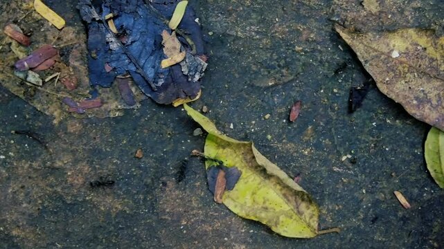 Black ants crawling over fallen dry autumn leaves on wet stone ground closeup