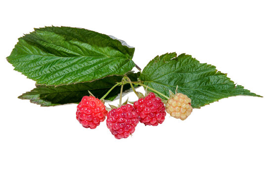 Fruit food photography - Group of red raspberries with leaves, isolated on transparent or white background png