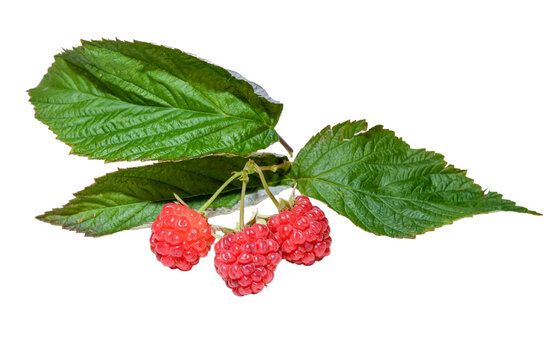 Fruit food photography - Group of red raspberries with leaves, isolated on transparent or white background png