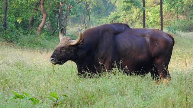 Gaur Bull Grazing in Grassland, Tadoba National Park, India - Large Male Indian Bison Standing in Tall Grass at Forest Edge