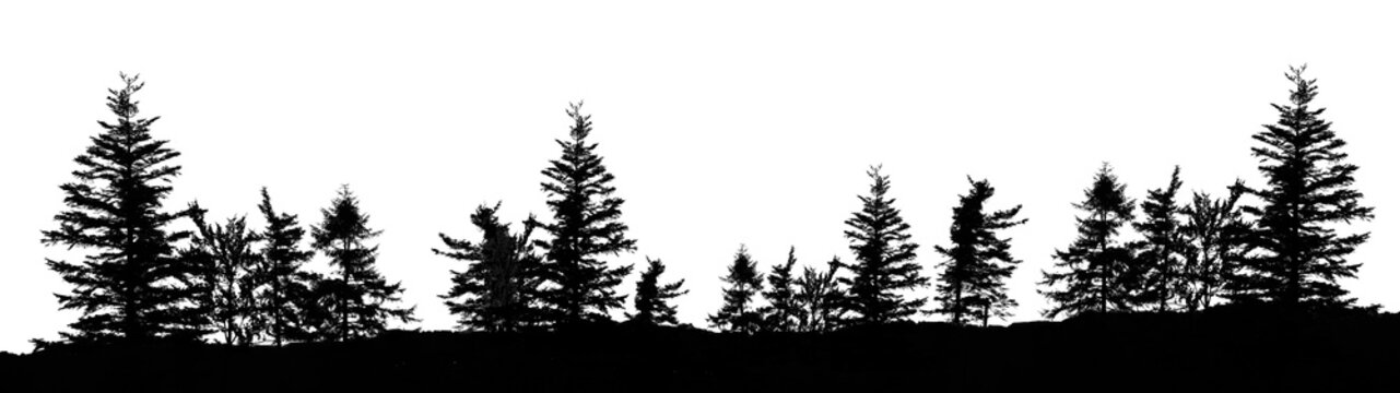 wide forest panorama landscape panoramic long wide - Black silhouette of fir and spruce woods trees, isolated on transparent or white background png