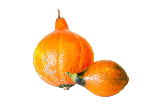 Harvest autumn Vegetable pumpkin food photography - two pumpkins, isolated on transparent or white background png
