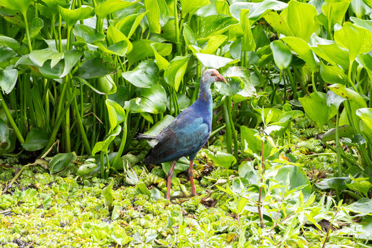 Colorful purple swamphen standing among lush green wetland vegetation
