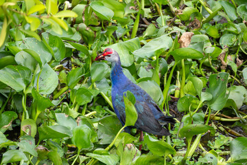 Naklejka premium Colorful purple swamphen standing among lush green wetland vegetation
