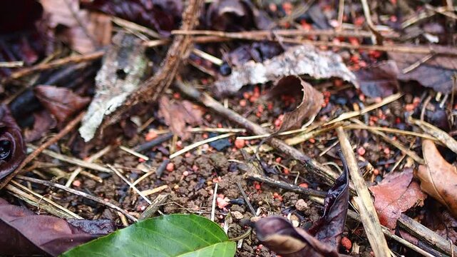Close-up view of forest floor soil mixed with red fertilizer granules, dry leaves, and twigs, showing natural ground texture.