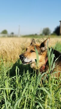 A Cheerful Dog Amidst Tall Grass, Enjoying A Sunny Day Outdoors With A Joyful Expression.