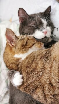 Two Cats Snuggling Together On A Soft Surface, Cozy And Content
