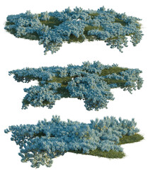 Fototapeta premium Senecio Mandraliscae-Blue chalksticks tree shrub, plant bush, cutout, isolate transparent background, Three Views of Lush Blue Ground Cover - Perfect for Landscaping Design & Outdoor Scenes
