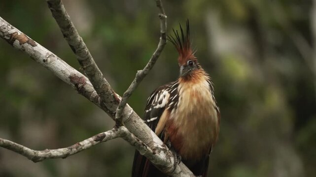 Hoatzin bird perched on branch in amazon rainforest during daylight showing unique crest and plumage motion.
