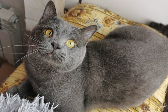 A Captivating Gray Cat With Golden Eyes Staring Curiously Into The Distance.