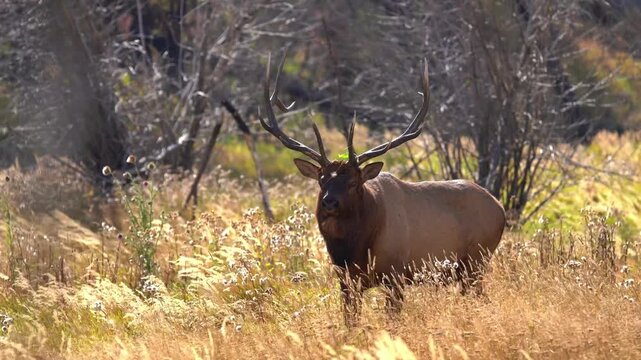 Massive bull elk bugling in tall golden autumn grass with large antlers in majestic wild forest landscape.