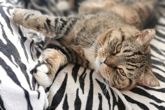 A Cozy Tabby Cat Lounging On A Zebra Print Blanket, Showcasing Relaxation And Comfort.