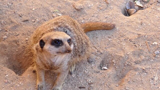 Curious meerkat standing on sandy ground looking around near burrow entrance in sunny wildlife park setting.