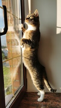 Curious Cat Engaging With Window In Warm Light Streaming From Outside