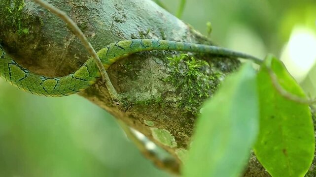 Malayan pit viper camouflaged on mossy branch in tropical rainforest environment with cinematic movement.