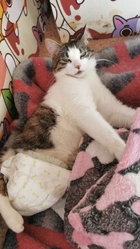 Playful Cat Relaxing On A Soft Blanket, Showcasing Its Unique Personality.