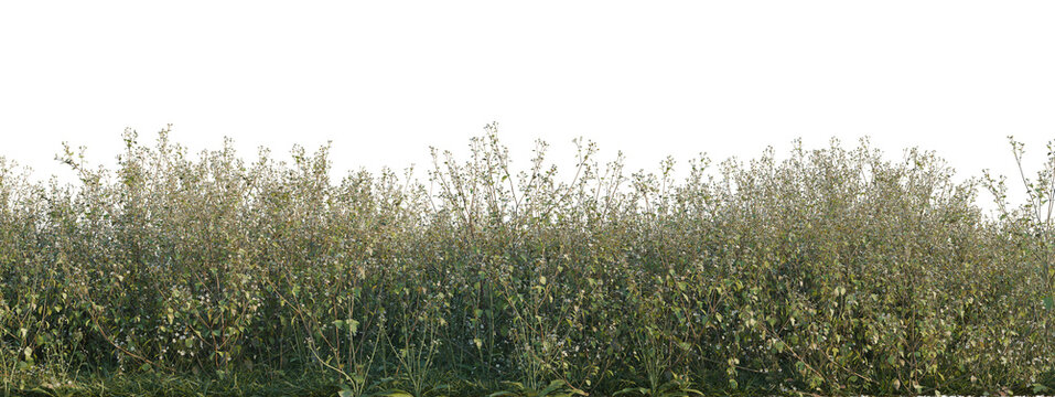 Ageratum conyzoides tree shrub, plant bush, cutout, isolate transparent background, Dense grassy border with wildflowers - natural landscape element for graphic design projects.