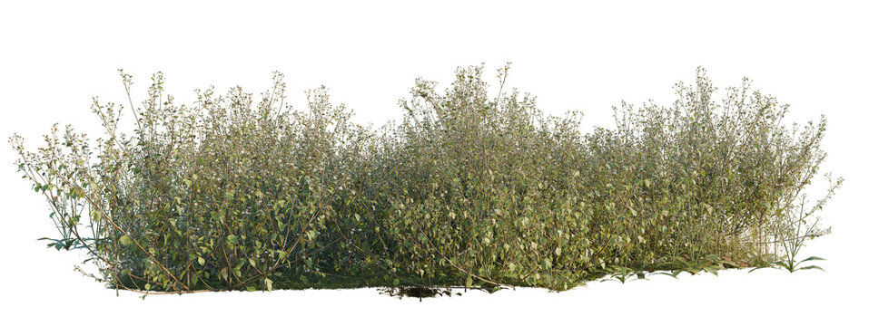 Ageratum conyzoides tree shrub, plant bush, cutout, isolate transparent background, Dense Green Shrubbery with Textured Foliage - Perfect for Landscape Design and Nature Compositions