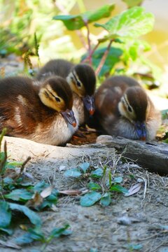 Cute newborn baby ducks enjoy by the lake in a green grass in nature, duck family and babies background, waterbirds