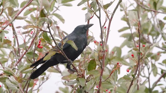 Black crow perching on branch eating red hawthorn berries in a natural woodland environment video clip.