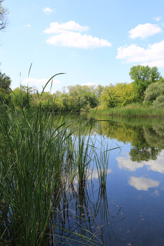 Lush green reeds grow along the edge of a calm, reflective lake on a sunny day