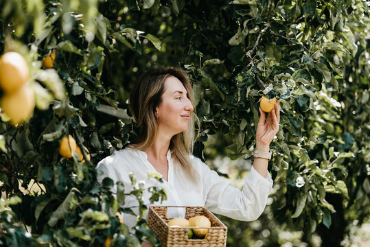 Smiling woman holding fresh lemons while sitting under a lemon tree in a sunny orchard