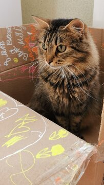 Captivating Cat Pondering Life Inside A Colorful Box Full Of Art.
