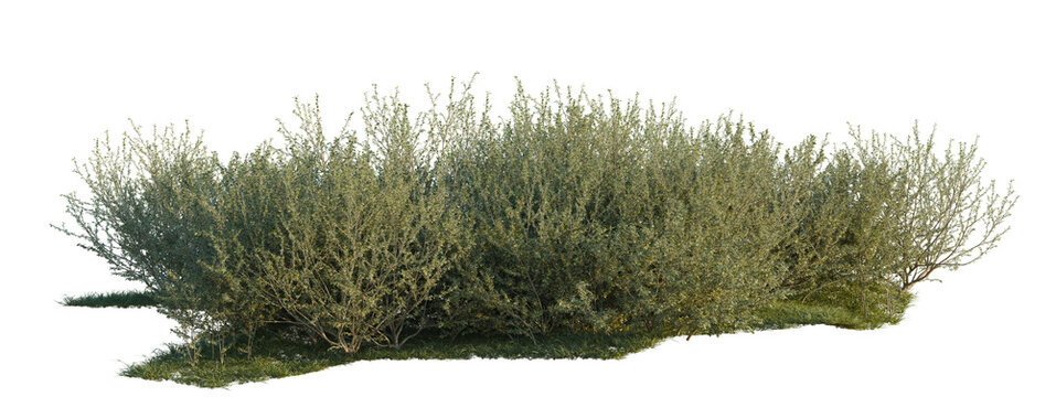 Elaeagnus umbellata tree shrub, plant bush, cutout, isolate transparent background, Detailed bush with vibrant green foliage isolated on a black background - perfect for landscape design.