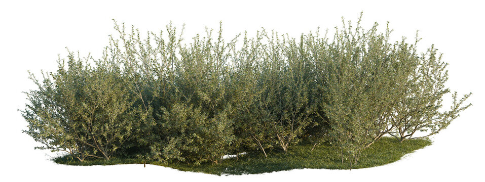 Elaeagnus umbellata tree shrub, plant bush, cutout, isolate transparent background, Dense Green Shrubbery with Textured Foliage - Perfect for Landscape Design and Nature Backgrounds