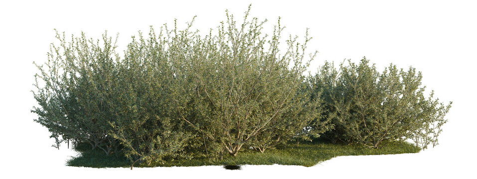 Elaeagnus umbellata tree shrub, plant bush, cutout, isolate transparent background, Dense Green Shrubbery on Isolated Background - Nature Stock Photo for Landscape Design