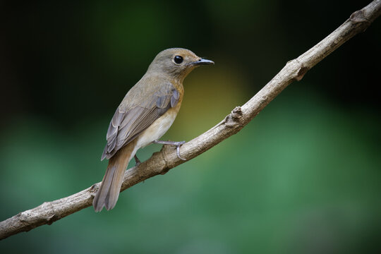 Blue Throated Flycatcher Female