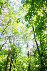 Fototapeta premium Vertical view looking up through the green leaves of tall trees towards the sky, capturing a sense of depth and freedom. Great for forest bathing, nature therapy, and calming forest wallpapers.