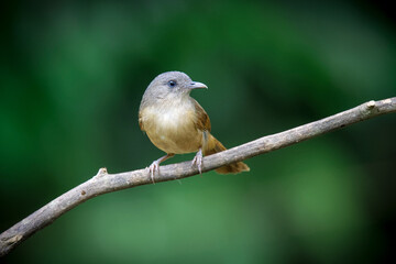 Brown beasted fulvetta from Wstern ghats of India © kamalharimenon