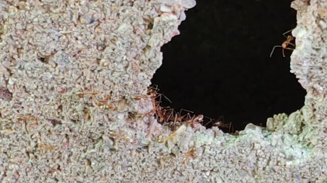 Ants carrying eggs is a natural phenomenon where ants migrate their nests and young, usually walking in long lines uphill.