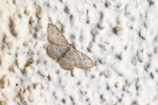 Grauer Zwergspanner (Idaea seriata)