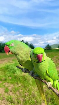 Pair of wild parrots resting on tree branch against blue sky