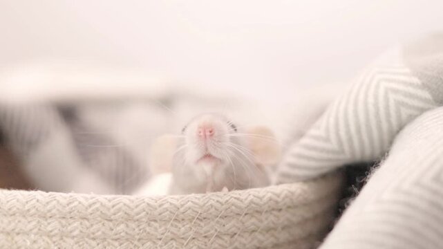 Tiny white rat sits peacefully inside a fabric basket during the bright daylight hours while twitching its nose and observing its quiet home environment