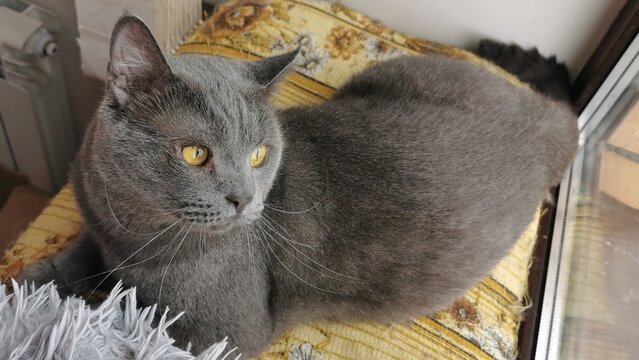 A Beautiful Gray Cat Elegantly Rests While Gazing Thoughtfully At Its Surroundings.