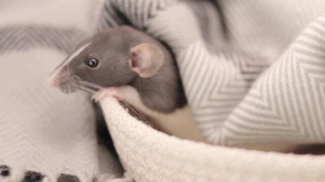 Tiny grey and white rat snuggles inside a warm fabric basket during the day, peeking out from beneath a soft patterned blanket while resting comfortably in a quiet home environment
