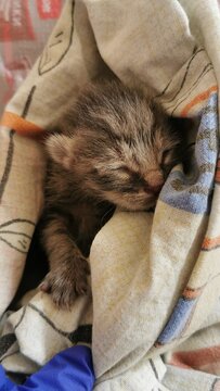 Adorable Newborn Kitten Sleeping Wrapped In Cozy Blanket With Soft Texture