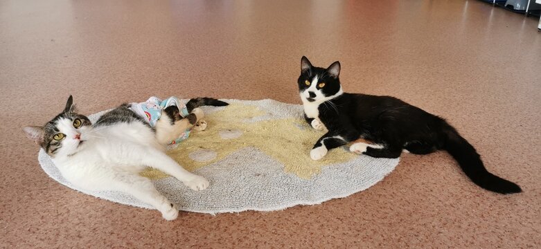 Two Adorable Cats Resting On A Circular Rug, Portraying Companionship And Comfort.