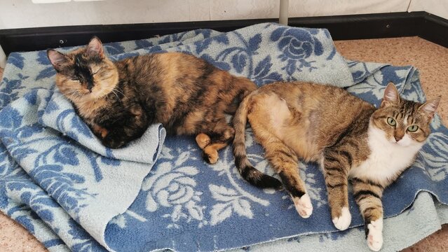 Two Cats Resting Together On A Soft Blanket, Showcasing Their Peaceful Coexistence.