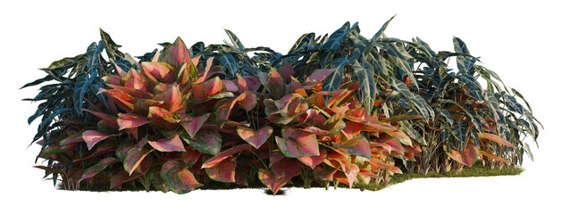 Aglaonema crete, Aglaonema lucky Red and Alocasia x mor tree shrub, plant bush, cutout, isolate transparent background © DH Tree Stock
