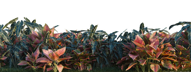 Aglaonema crete, Aglaonema lucky Red and Alocasia x mor tree shrub, plant bush, cutout, isolate transparent background, Vibrant tropical foliage border with colorful leaves against a dark background © DH Tree Stock