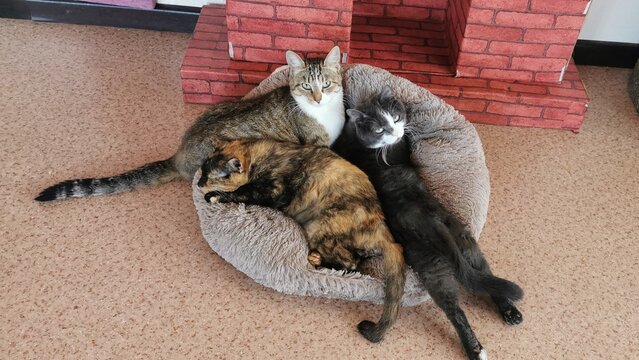Three Cats Snuggling Close Together On A Plush Cat Bed For Ultimate Comfort