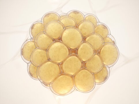 Cluster of human fat cells adipose tissue structure with metabolism cytology microscopic research biomedical scientific structure nutrition cellular histology dermatology biochemistry