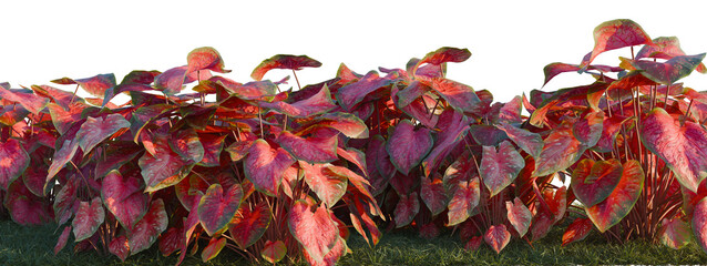 Caladium red Flash tree shrub, plant bush, cutout, isolate transparent background, Vibrant Red Heartleaf Philodendron Foliage Border - Lush Tropical Plant Arrangement for Garden Design © DH Tree Stock
