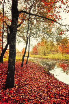 Autumn park landscape, bare trees near the river and red fallen autumn leaves on the ground in cloudy weather