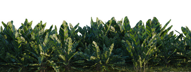 Fototapeta premium Calathea insignis tree shrub, plant bush, cutout, isolate transparent background, Dense Green Foliage Border - Lush Tropical Plants Along a Garden Edge for Natural Backgrounds